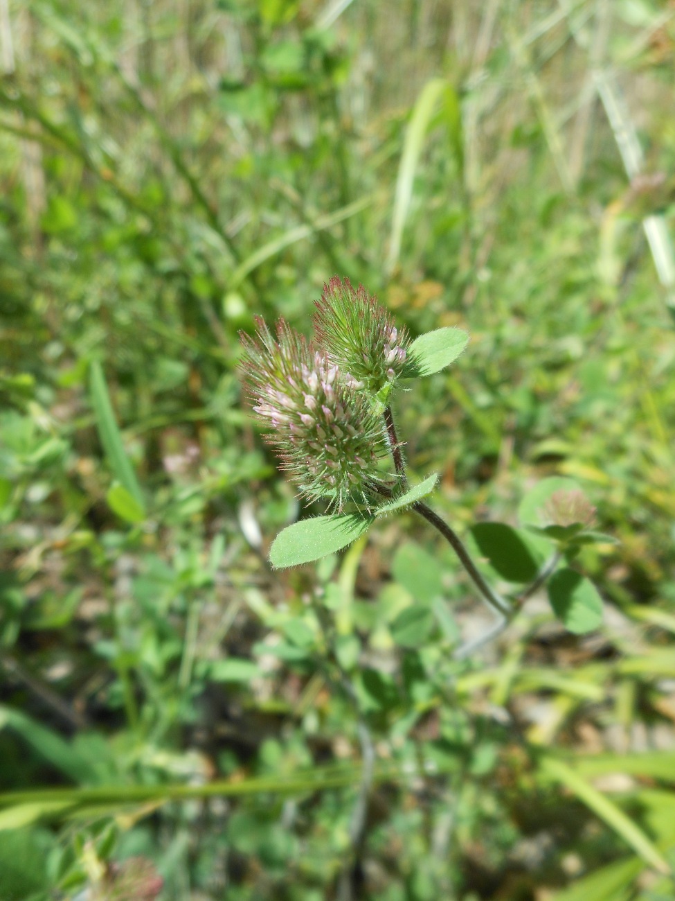 Trifolium ligusticum Loisel./Trifoglio ligure